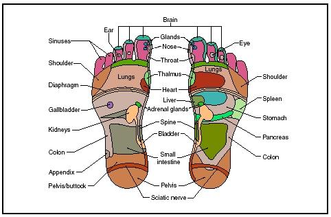 circulatory system diagram for kids. circulatory system diagram for