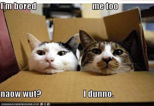 funny-pictures-box-cats-are-bored.jpg