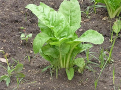 La Huerta del Carrillo en primavera