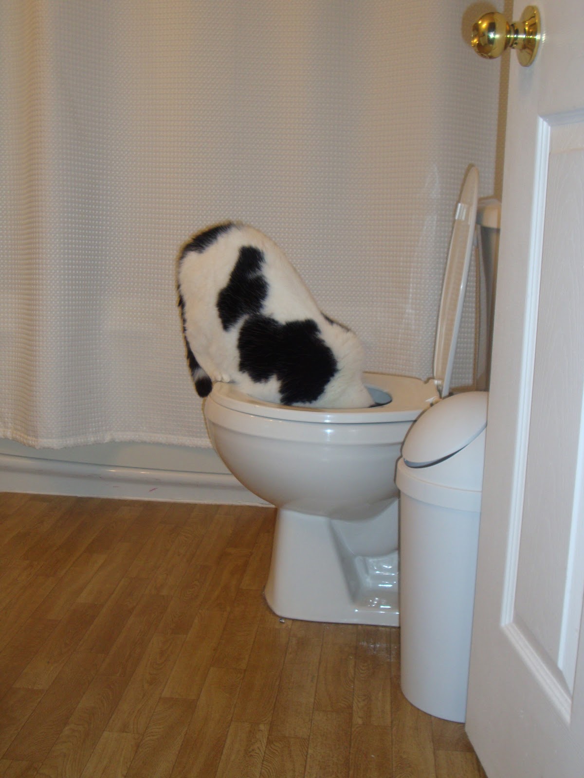  Just as you are Head in the toilet