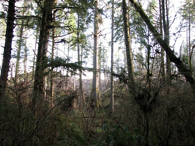 Astoria's Urban Forest and the Cathedral Tree Trail