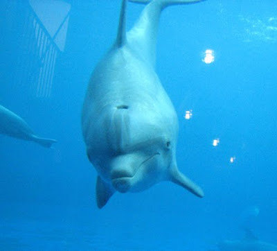 Dolphin, Miami Seaquarium