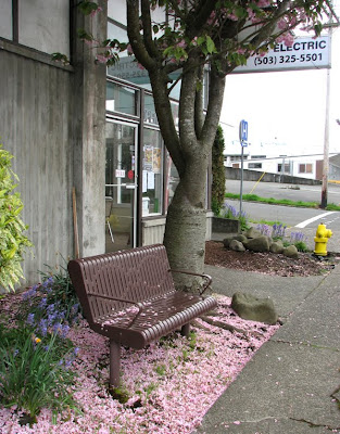 Falling cherry blossoms at Wadsworth Electric, Astoria, Oregon