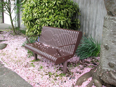 Falling cherry blossoms at Wadsworth Electric, Astoria, Oregon