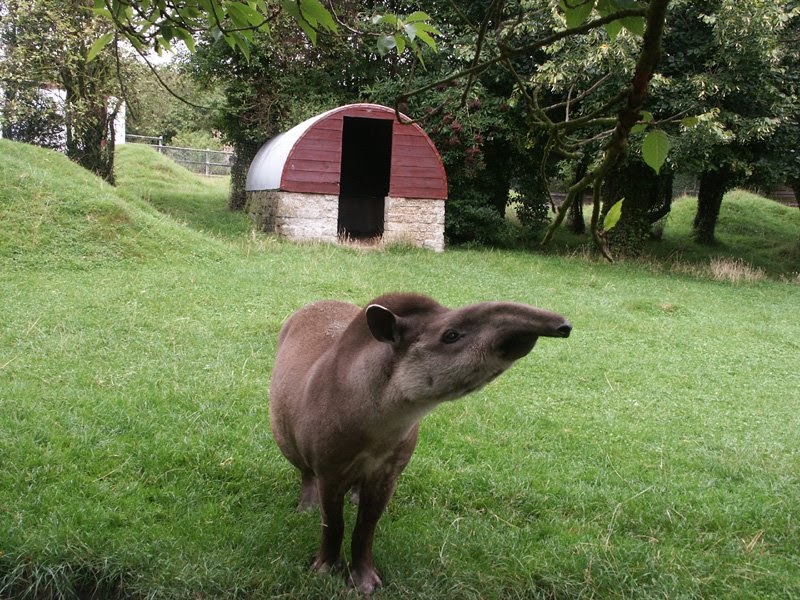 TAPIRS The Tapir Preservation Fund (TPF) Photo of a tapir at Linton