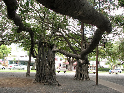 Big Banyan Tree, Lahaina, Maui, Hawaii