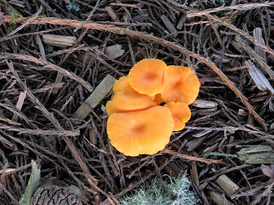 Orange mushrooms in Astoria, Oregon, June 2010