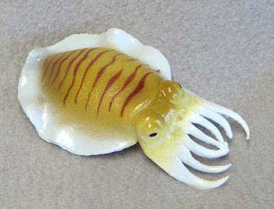 stuffed cuttlefish toy