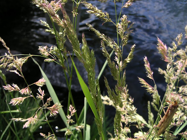 Salmon Fly on Plants, Deschutes River, Oregon