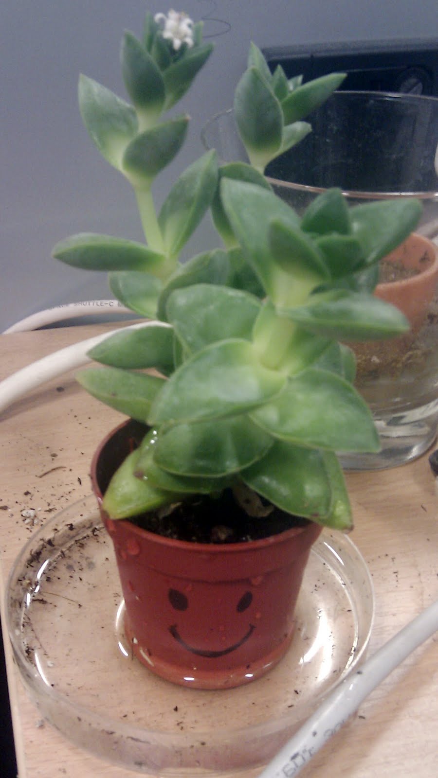 Happiness is a Droopy face. Happy Plant is happy.