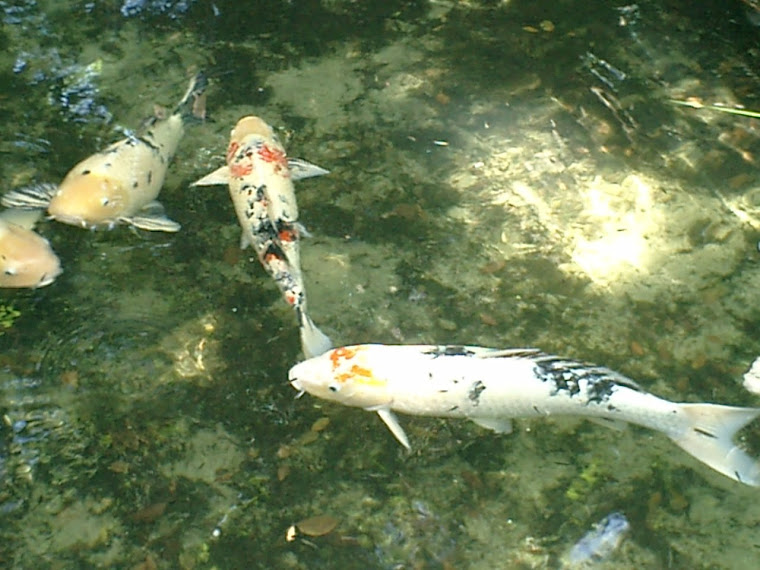 Koi