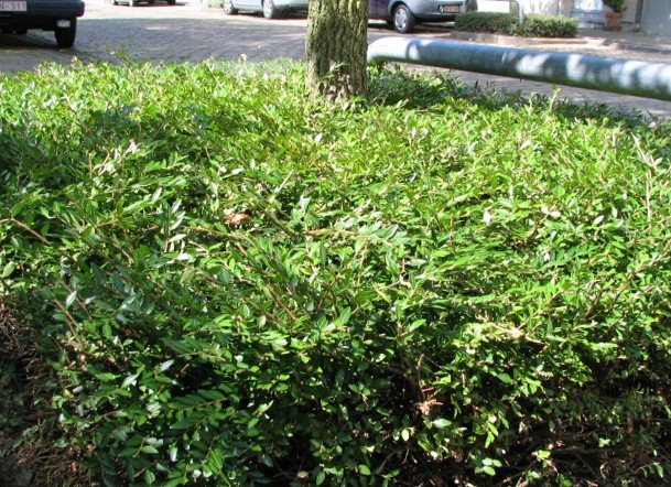 [Groene_Knyff+(4).JPG]