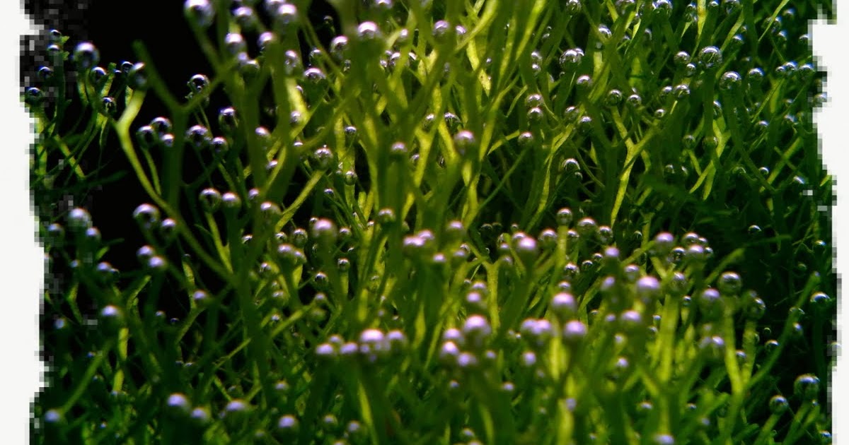 Aquatic plants producing oxygen bubbles!
