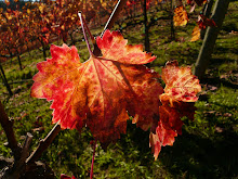 Autumn in the Vineyard