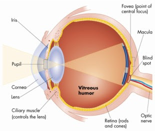 Labeled Diagram Of The Human Eye