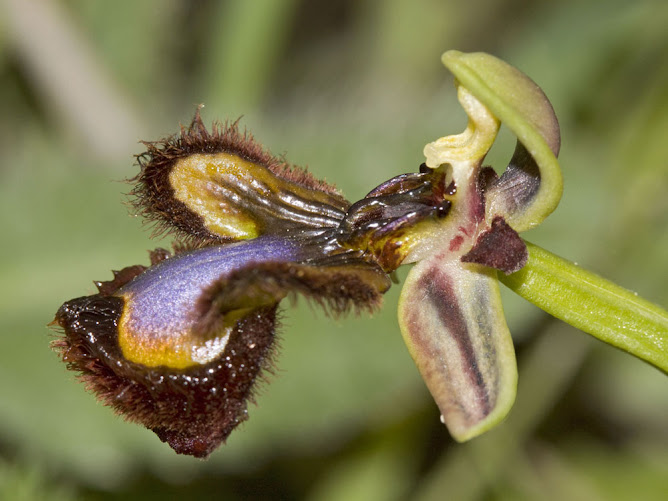 Orquídea (Ophrys speculum)