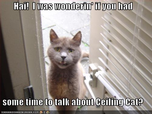 Funny Talking Cats