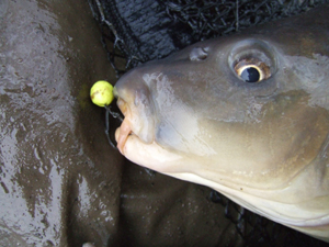 [carp+with+solar+10mm.jpg]