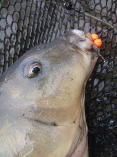 [carp+fluro+hooked.jpg]