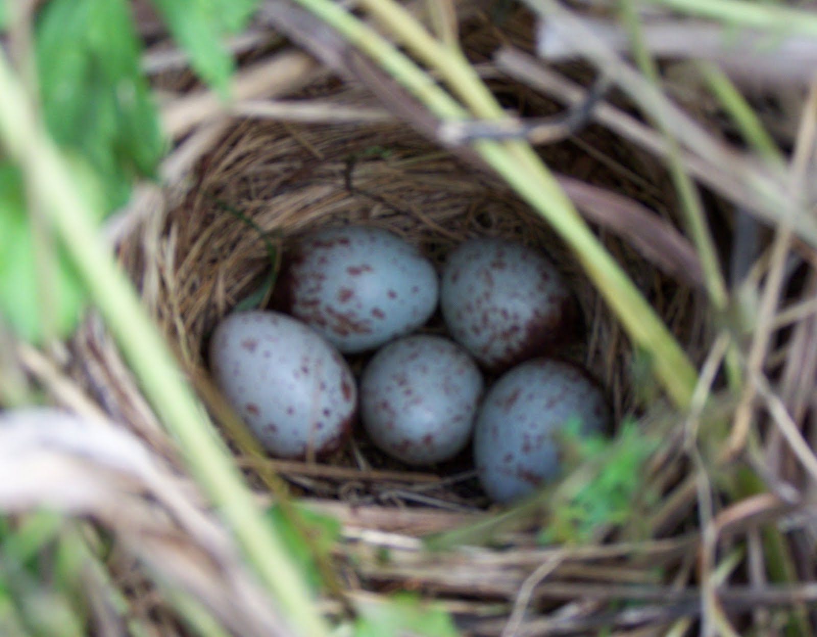 eggs and nest