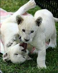lion cubs