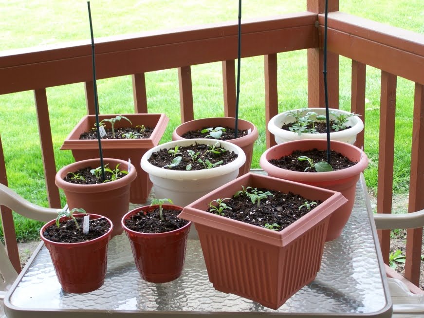 Annie's Kitchen Garden: April 20, 2010: Garden Progress