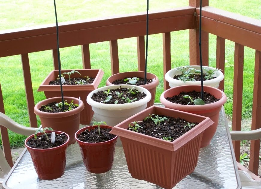 Annie's Kitchen Garden: April 20, 2010: Garden Progress