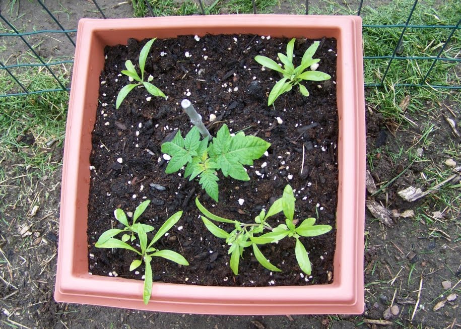 Annie's Kitchen Garden: April 2010
