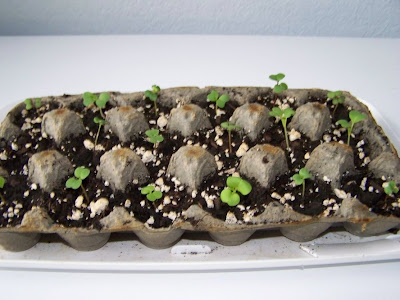 egg carton plants