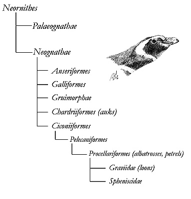 Penguins