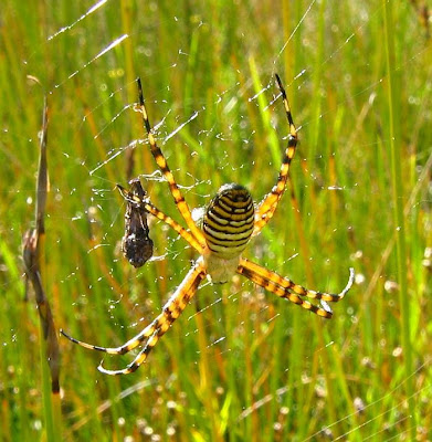 Esperance Blog Banded Orb Weaving Spider Argiope Trifasciata