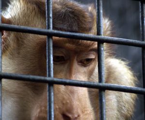 [700753_sad_monkey.jpg]