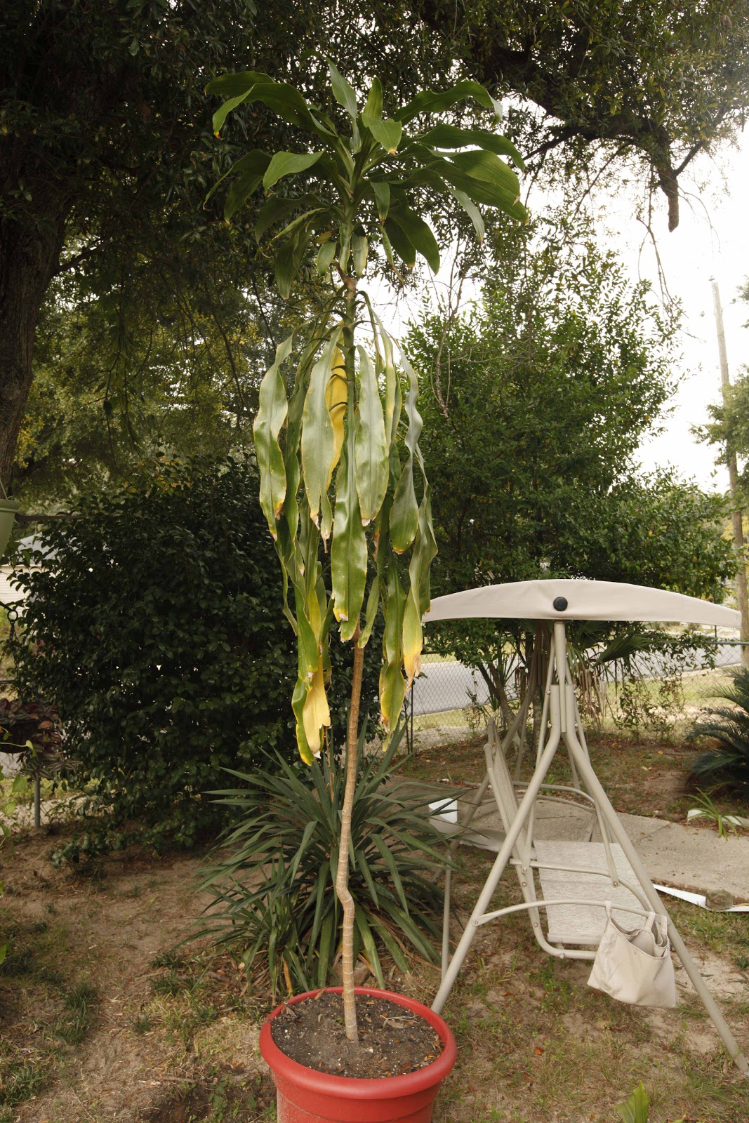 Tales from the Garden Corn Plant (Dracaena) Trimming Tales from the Garden Corn Plant (Dracaena) Trimming