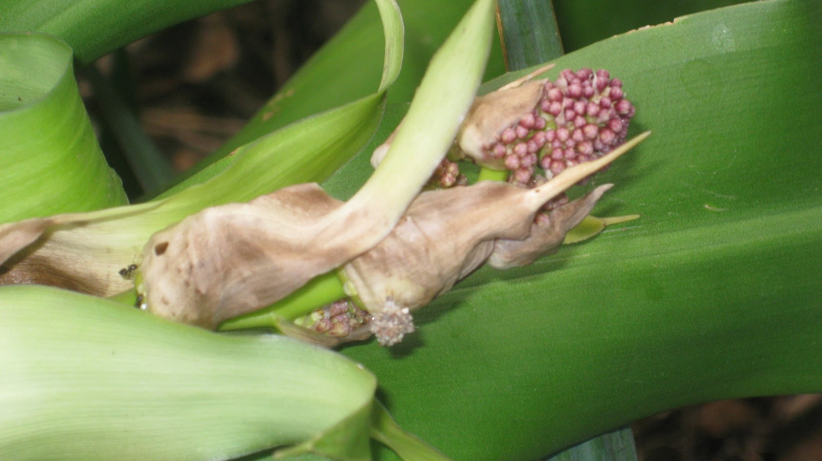 Tales from the Garden Corn Plant (Dracaena) Trimming
