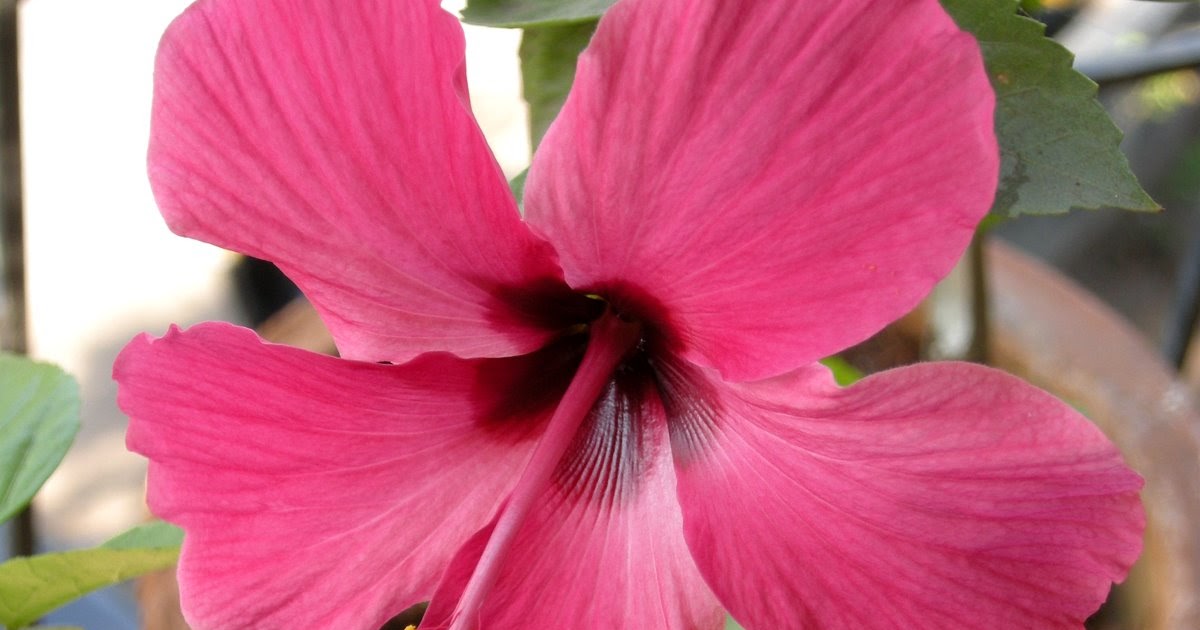 Colors Of Summer 2010