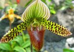 Lady Slipper Orchid