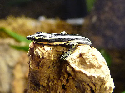 Unsere Holaspis Laevis Februar 2010