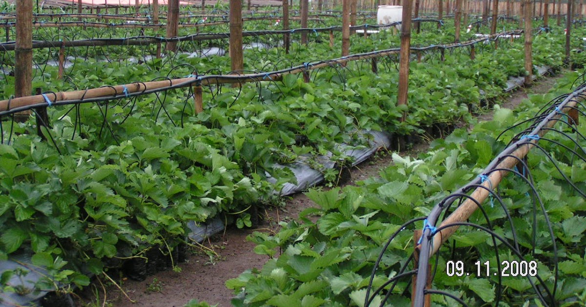 The Ungaran Site Wisata Kebun Strawberry Kopeng