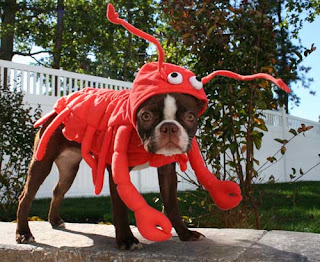 dog halloween