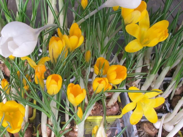 [Crocus.jpg]