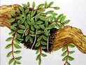 paisajista paisajistas curso de jardineria