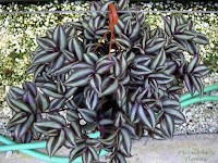 jardineria basica tiendas de jardineria tienda jardineria