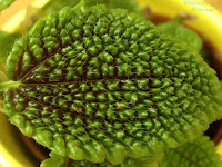 paisajismo jardin jardineria plantas escuela de jardineria