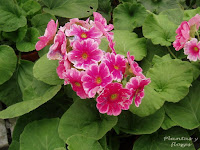 centros jardineria centros de jardineria material jardineria