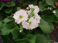 centros jardineria centros de jardineria material jardineria