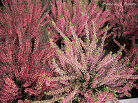 diseno jardineria estudiar jardineria jardinerias