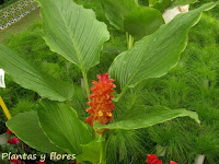 fotos de jardines jardin jardines mantenimiento