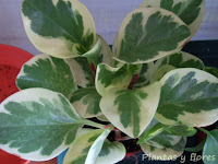 cursos de jardineria cursos jardineria paisajismo jardines