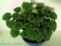 cursos de jardineria cursos jardineria paisajismo jardines