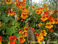 el jardin riego jardines parques y jardines